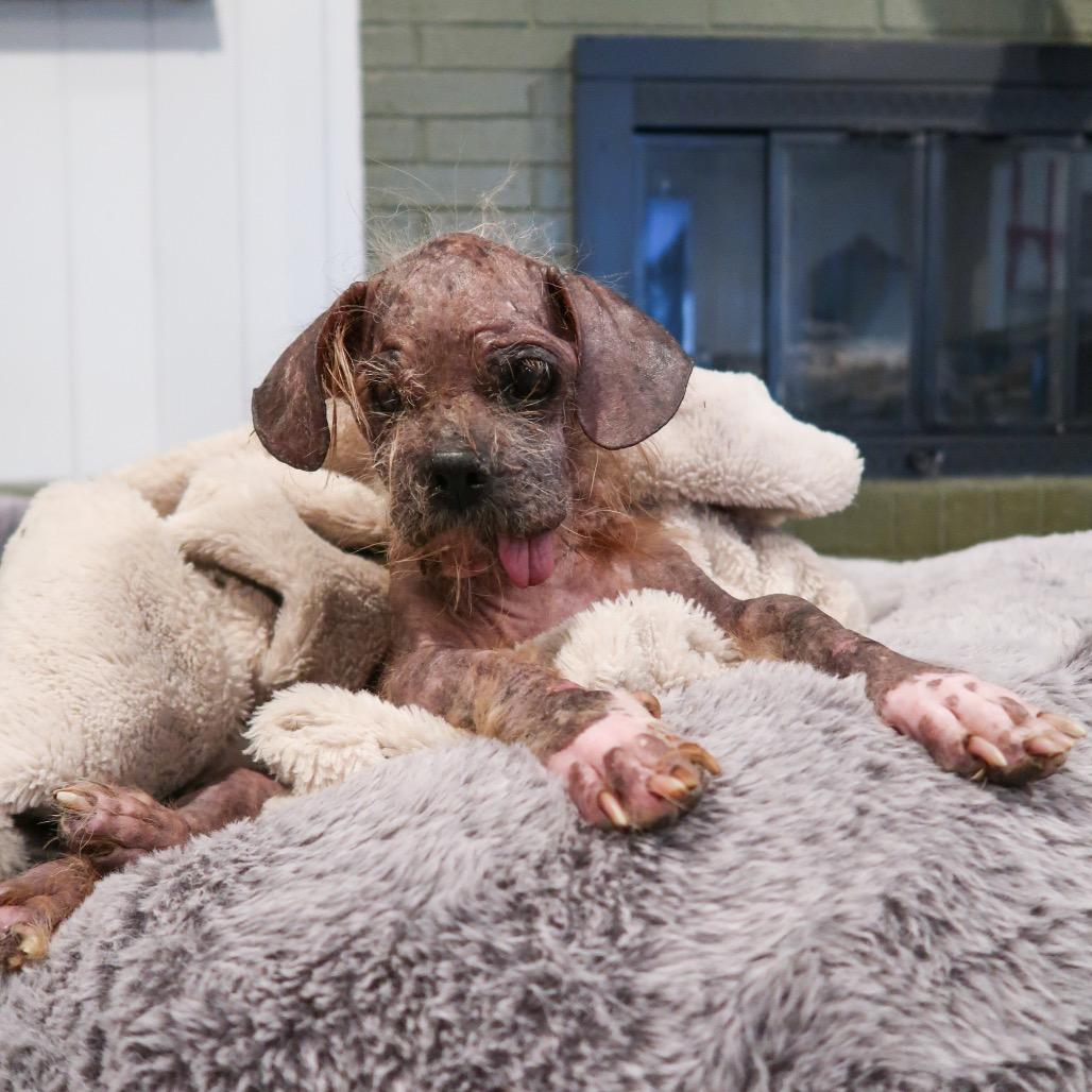 Enlarge Freddy, a Adoptable mixed breed in Pearland, TX image 5/6