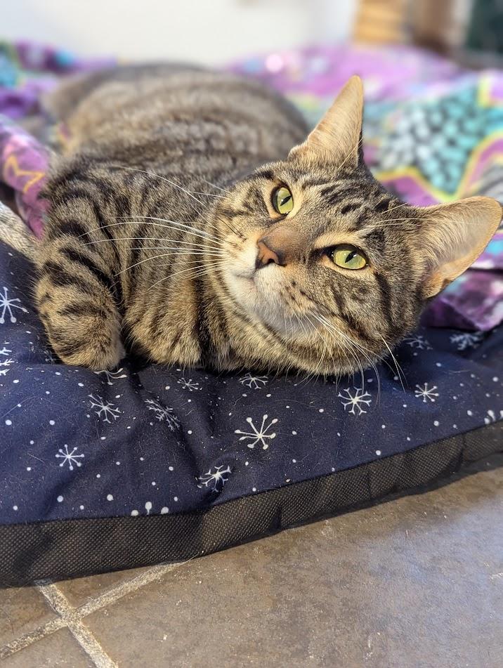 Will *read bio, special needs*, a Adoptable Manx in Coquitlam, BC image 1/4