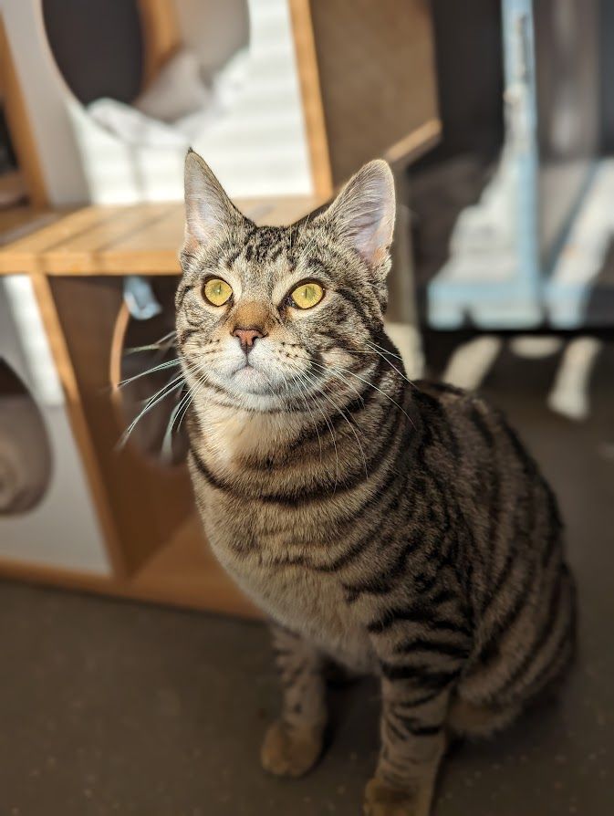 Will *read bio, special needs*, a Adoptable Manx in Coquitlam, BC image 3/4