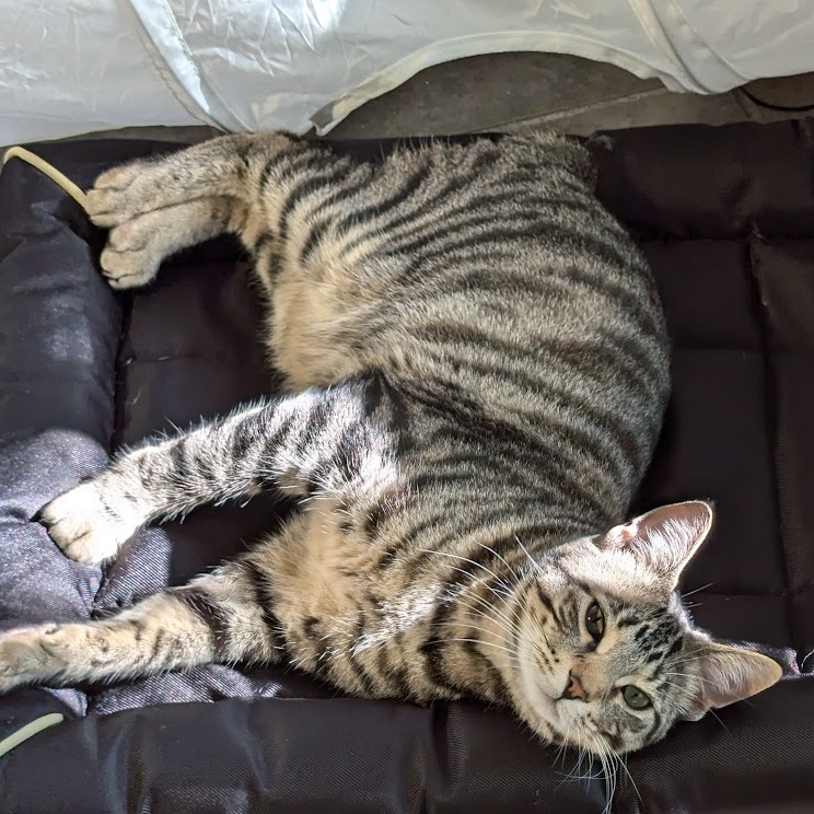 Will *read bio, special needs*, a Adoptable Manx in Coquitlam, BC image 2/4