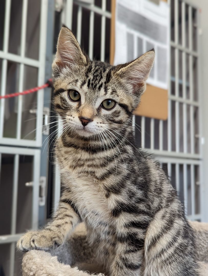 Will *read bio, special needs*, a Adoptable Manx in Coquitlam, BC image 4/4