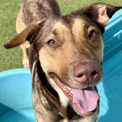 Koda, Adoptable, Adult Female Mixed Breed & Mixed Breed.