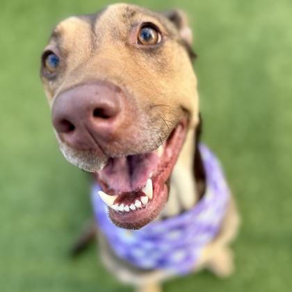 Koda, a Adoptable mixed breed in Largo, FL image 3/3