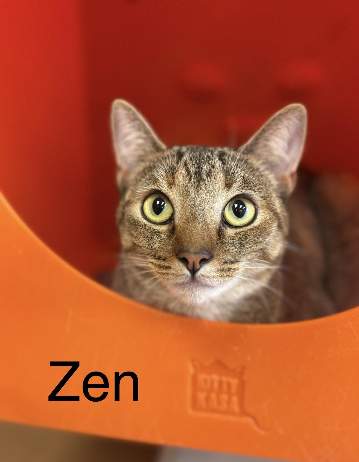 Enlarge Zen, a ADOPTABLE Domestic Short Hair in New Haven, CT image 1/1
