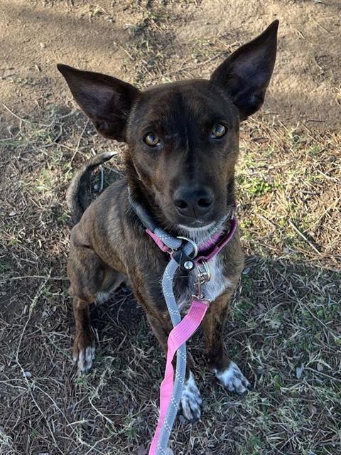 TIGER — thumbnail 2