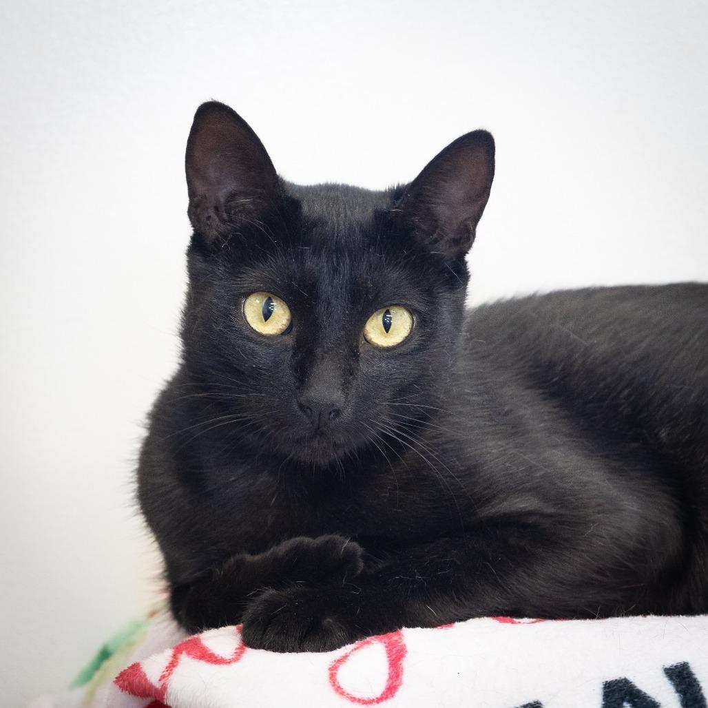 Karma, Adoptable, Young Female Domestic Short Hair.