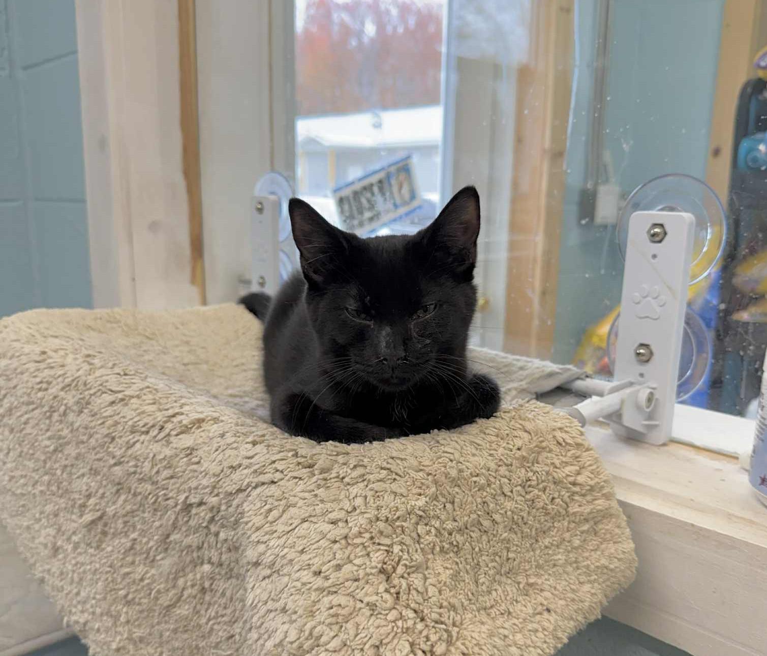 Kittens: Elvis & Priscilla