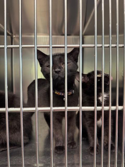 Kittens: Elvis & Priscilla