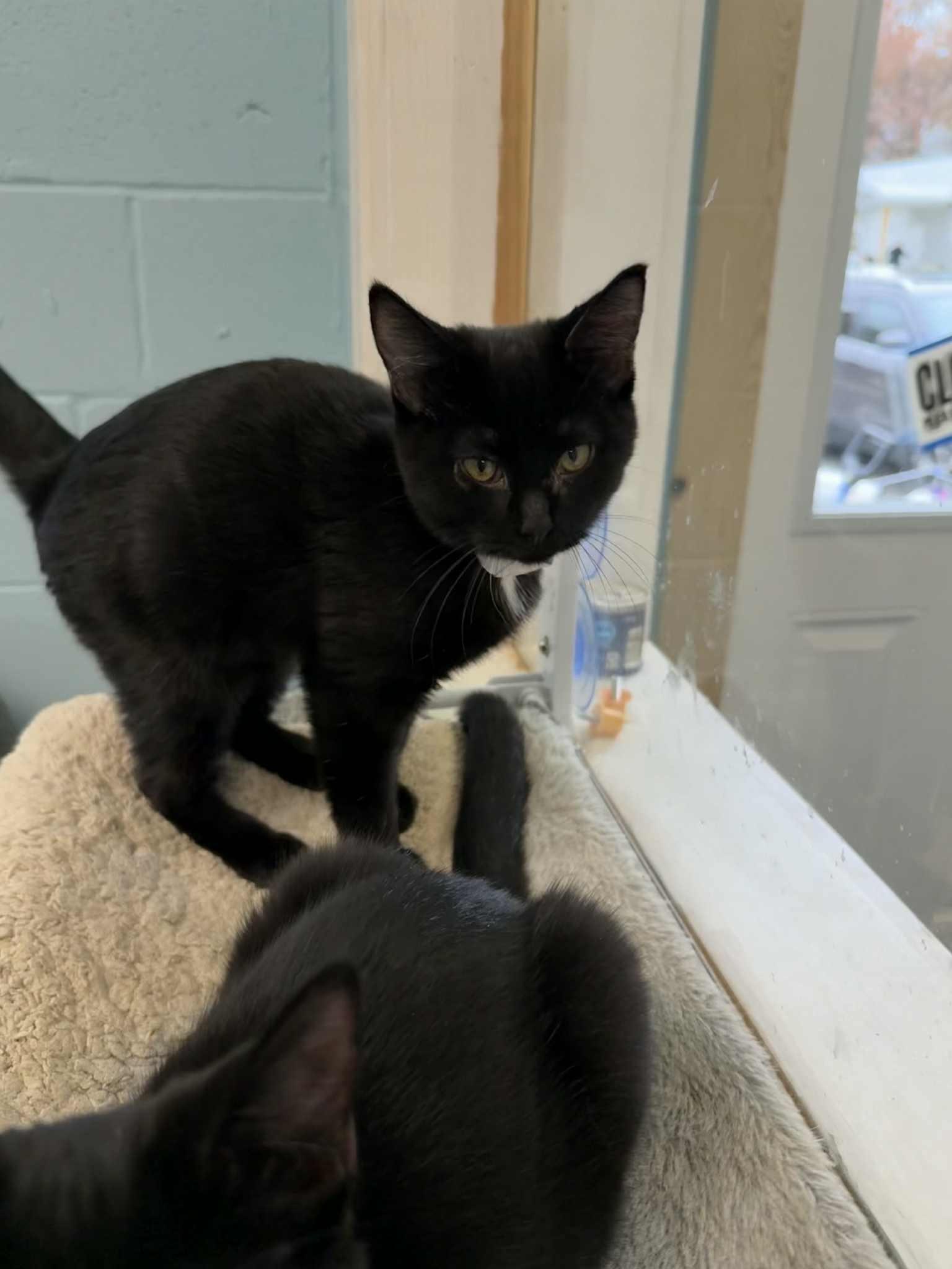 Kittens: Elvis & Priscilla