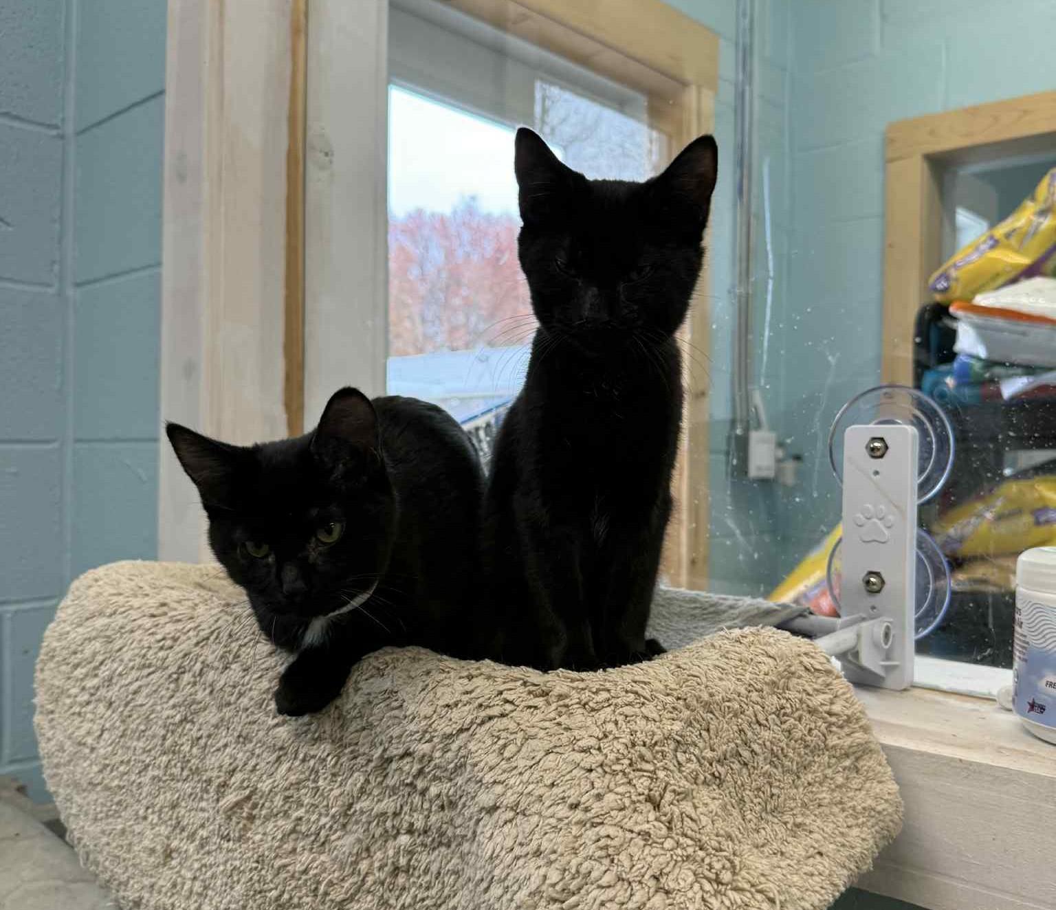 Kittens: Elvis & Priscilla