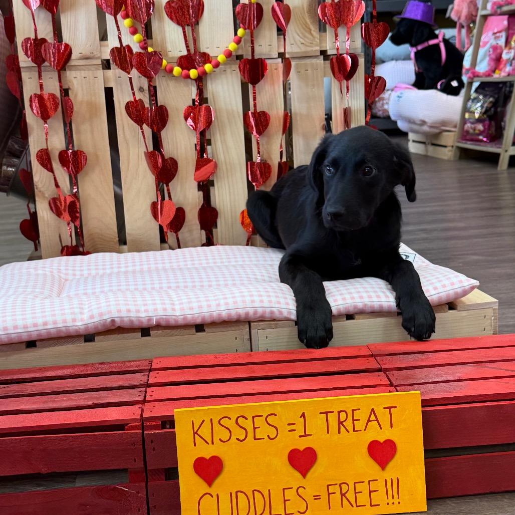 Bruno, ADOPTABLE, Puppy Male Standard Poodle.