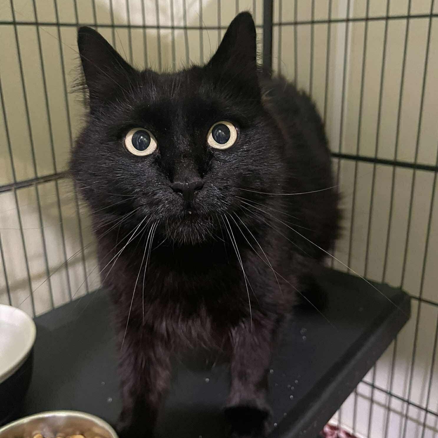Enlarge Iris, a ADOPTABLE Domestic Medium Hair in Winthrop, ME image 2/2