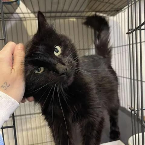 Iris, ADOPTABLE, Adult Female Domestic Medium Hair.