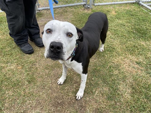 PERIWINKLE, Adoptable, Adult Female Pit Bull Terrier.