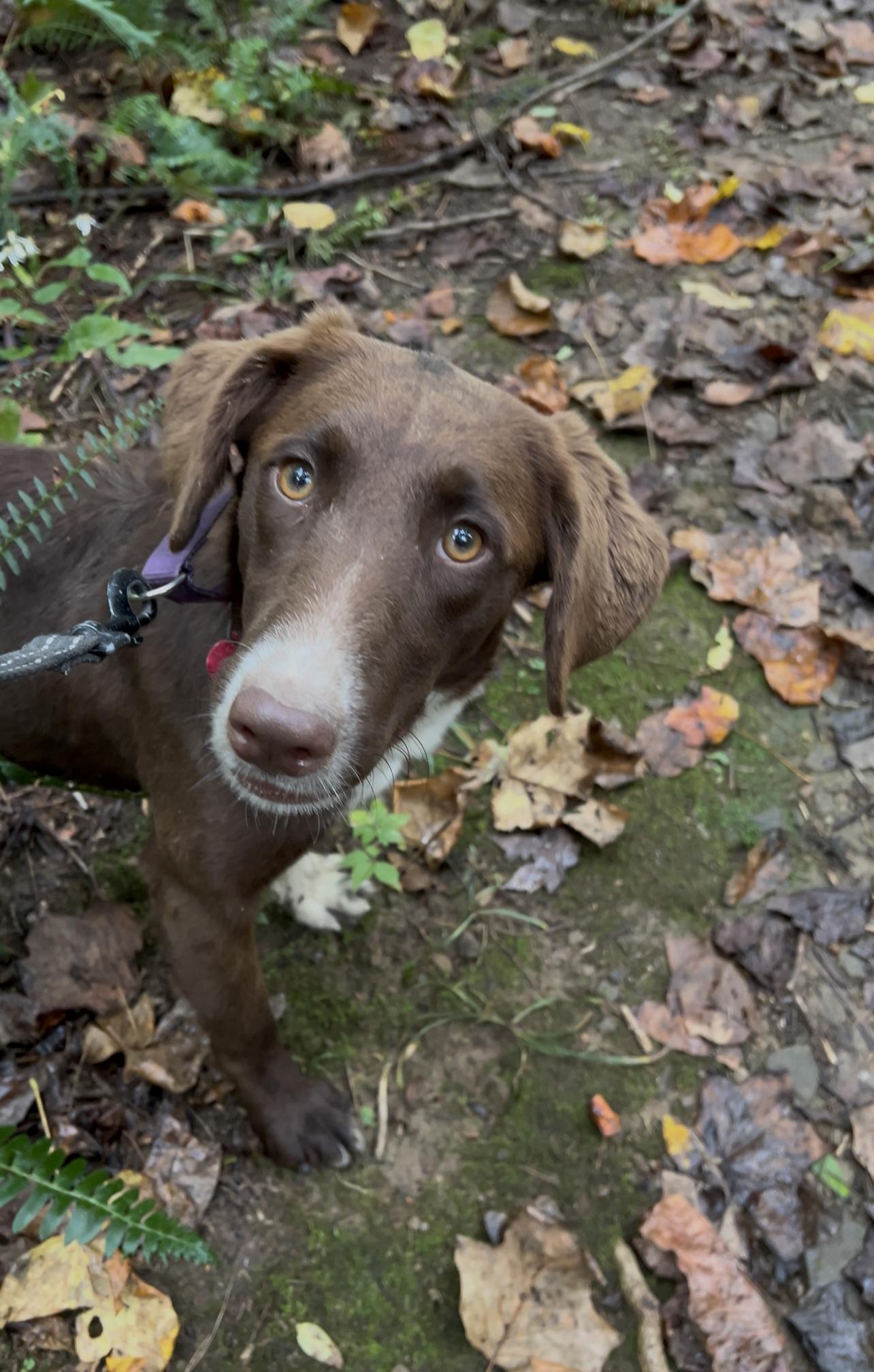 Enlarge YOTAR, a Adoptable mixed breed in Millerstown, PA image 1/5