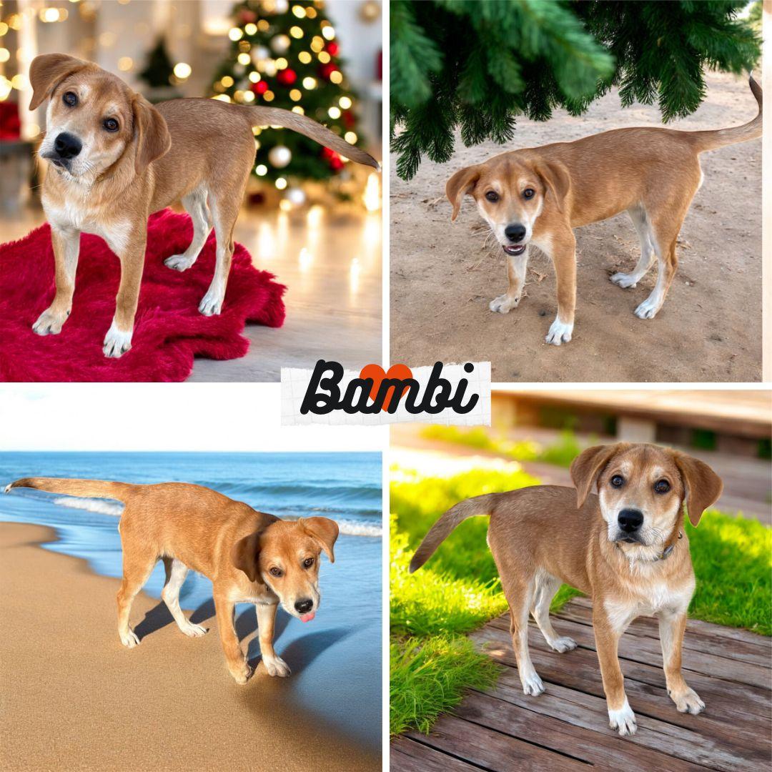 Bambi, Adopted, Puppy Female Beagle & Labrador Retriever.