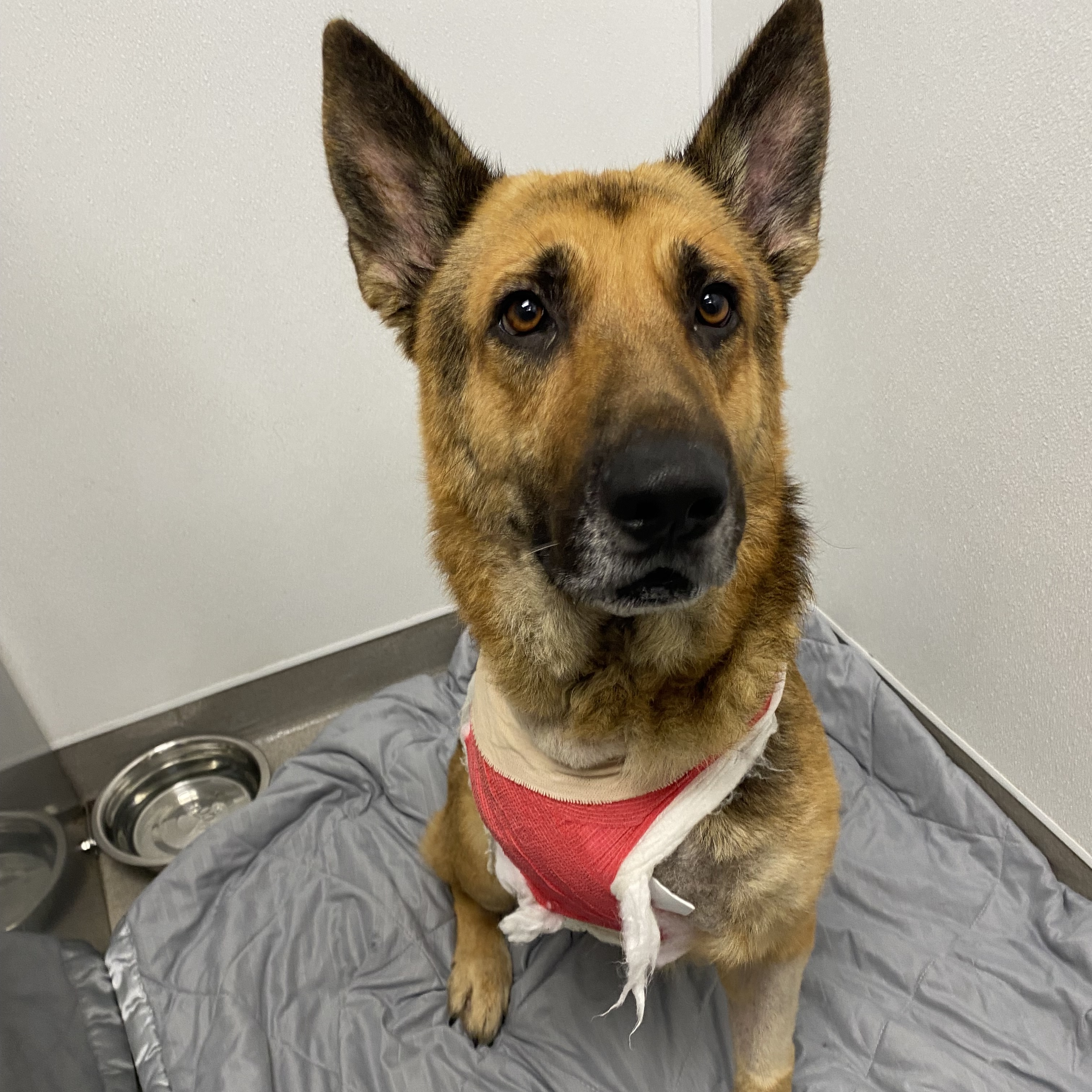 Dog for adoption Zeus, a German Shepherd Dog in Fredericksburg , VA