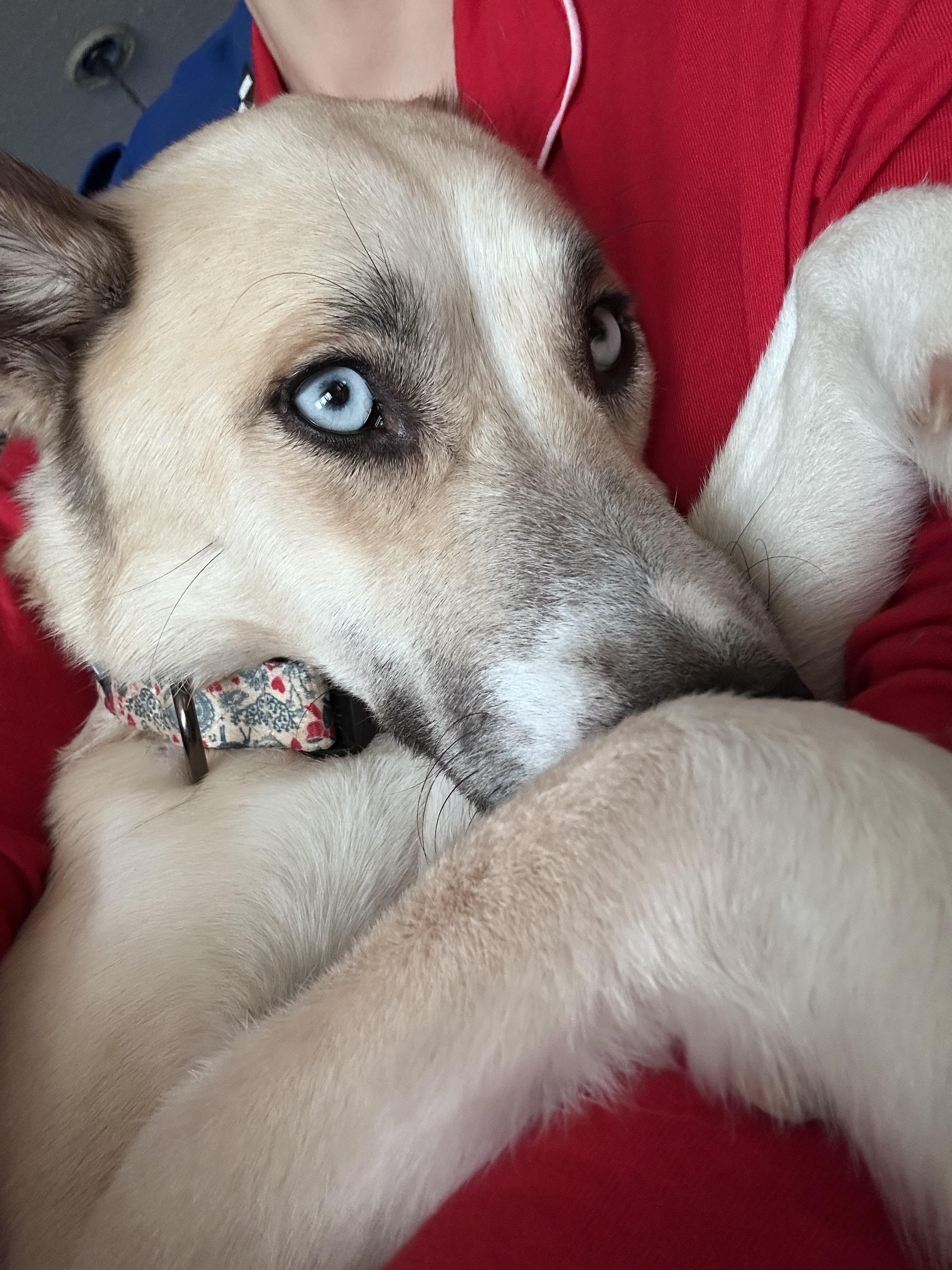 Enlarge Daisy, a ADOPTABLE mixed breed in Floyd, VA image 2/6