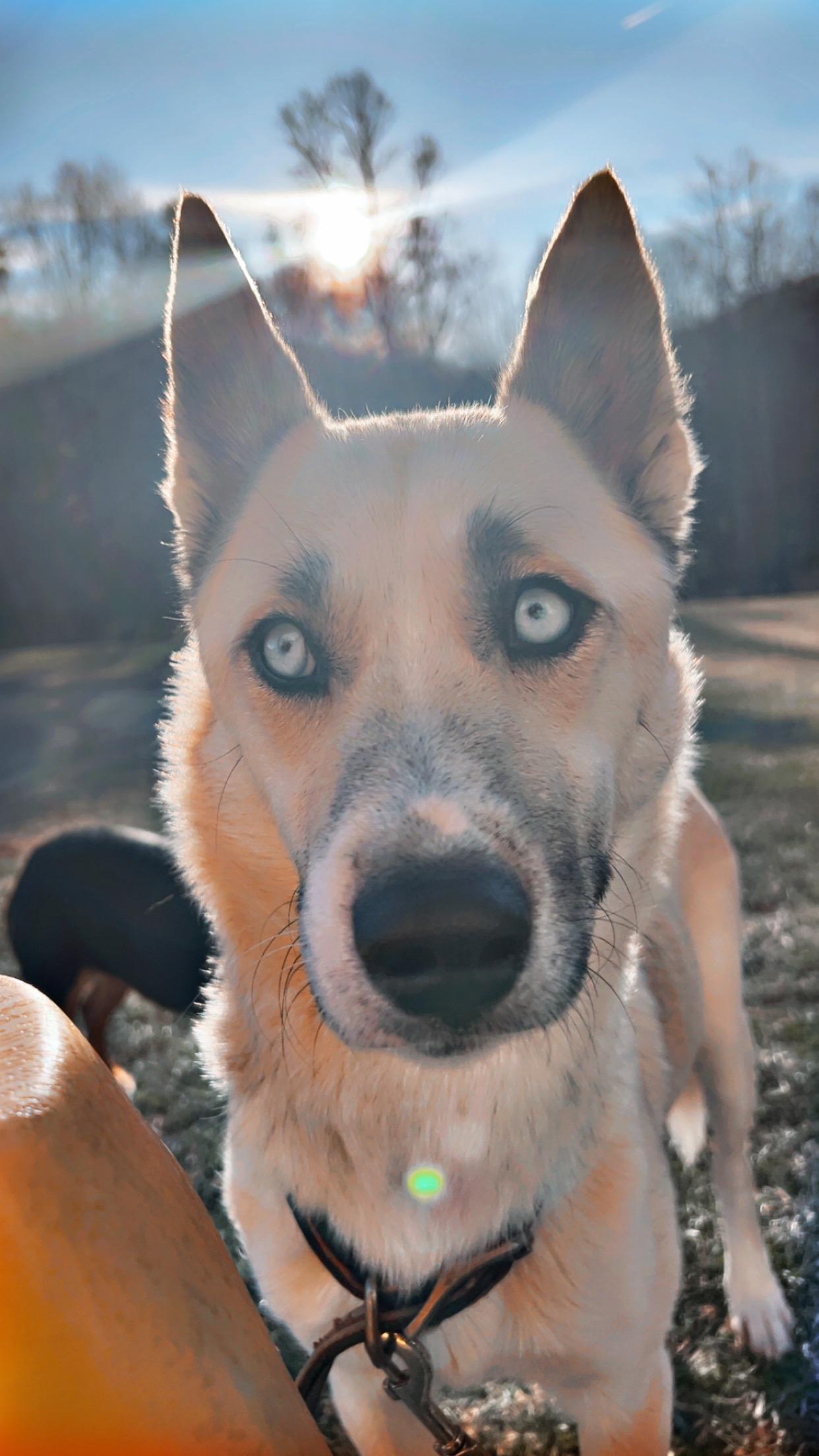 Enlarge Daisy, a ADOPTABLE mixed breed in Floyd, VA image 1/6