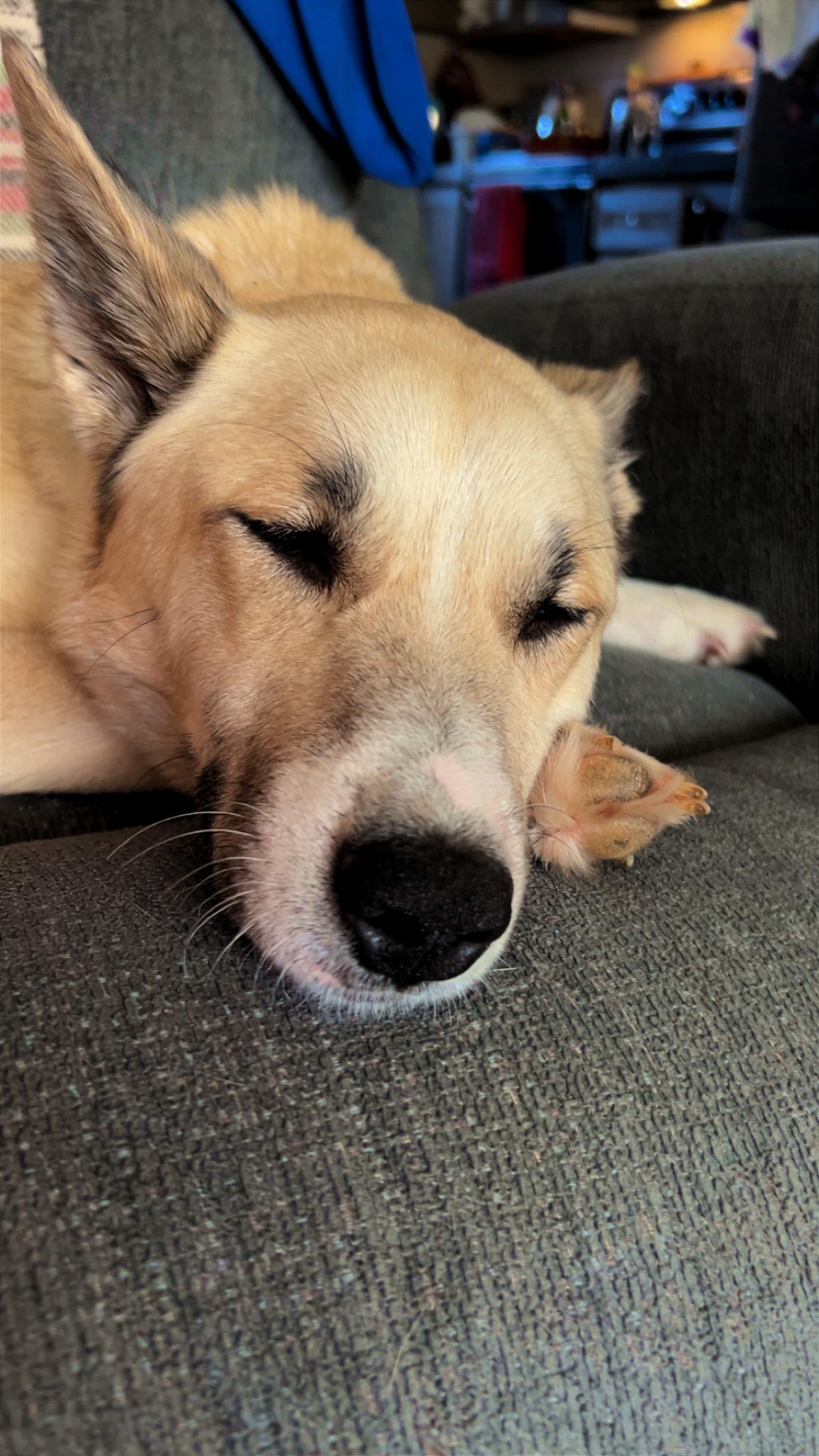 Enlarge Daisy, a ADOPTABLE mixed breed in Floyd, VA image 4/6