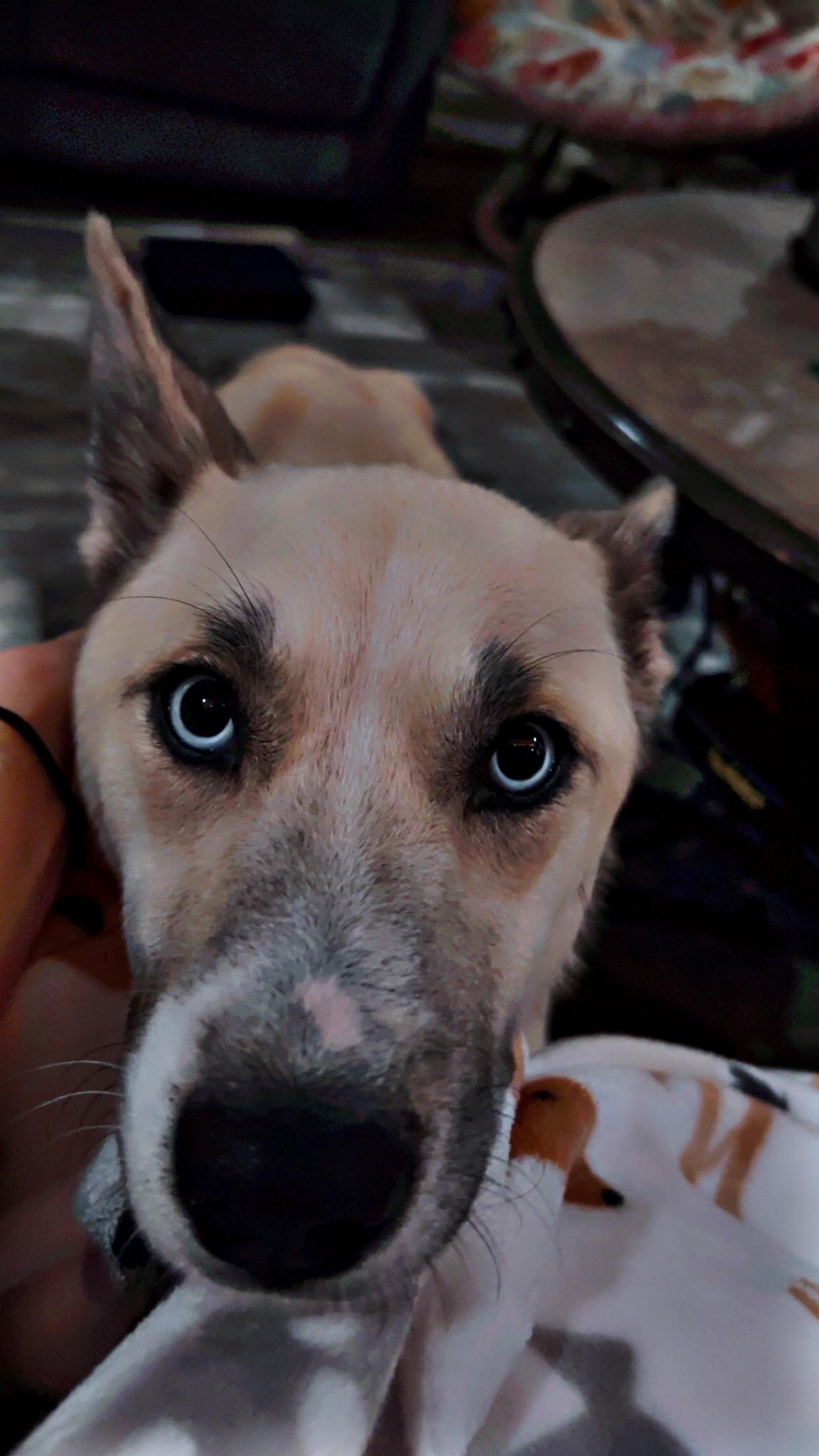 Enlarge Daisy, a ADOPTABLE mixed breed in Floyd, VA image 5/6