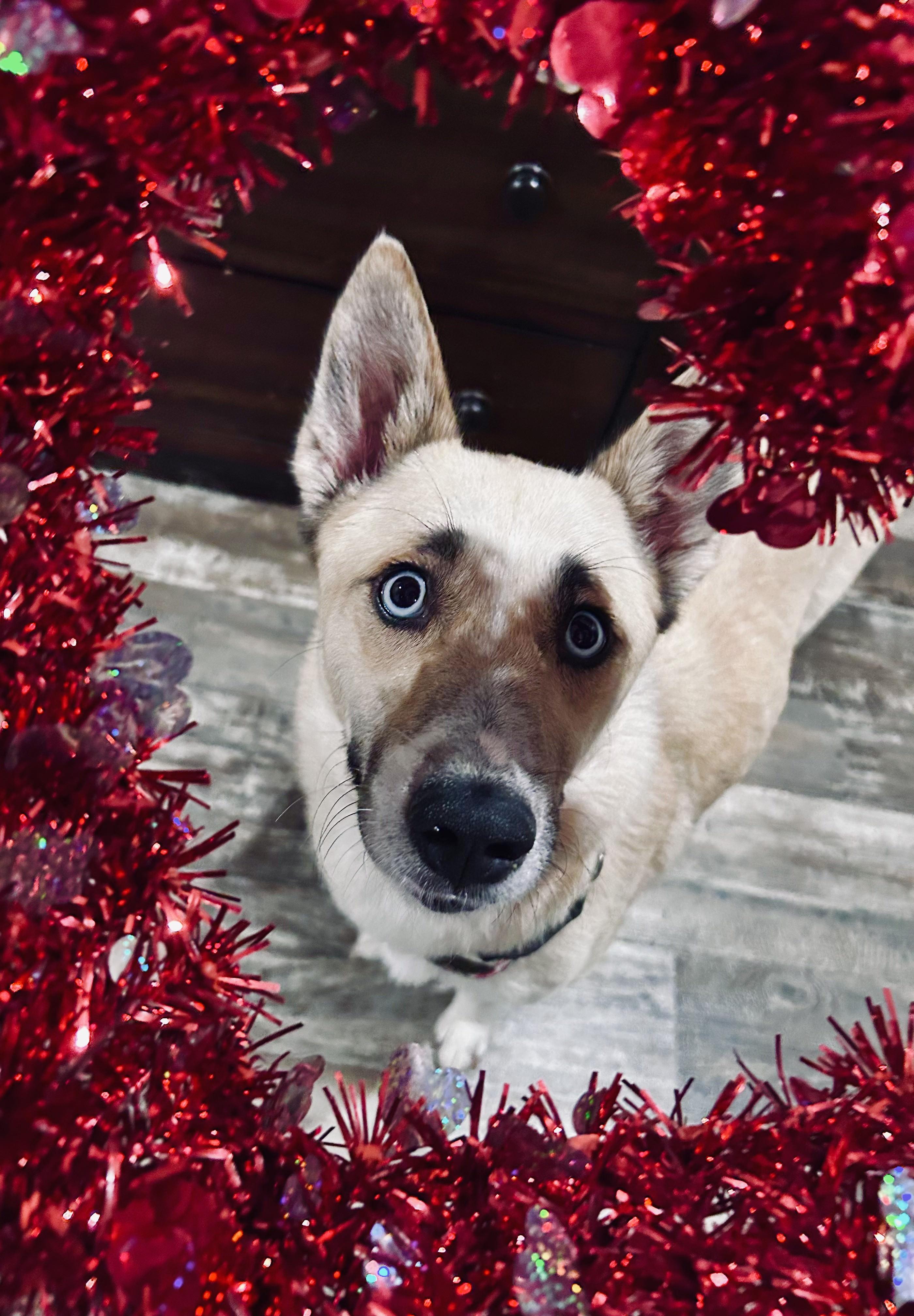 Enlarge Daisy, a ADOPTABLE mixed breed in Floyd, VA image 6/6