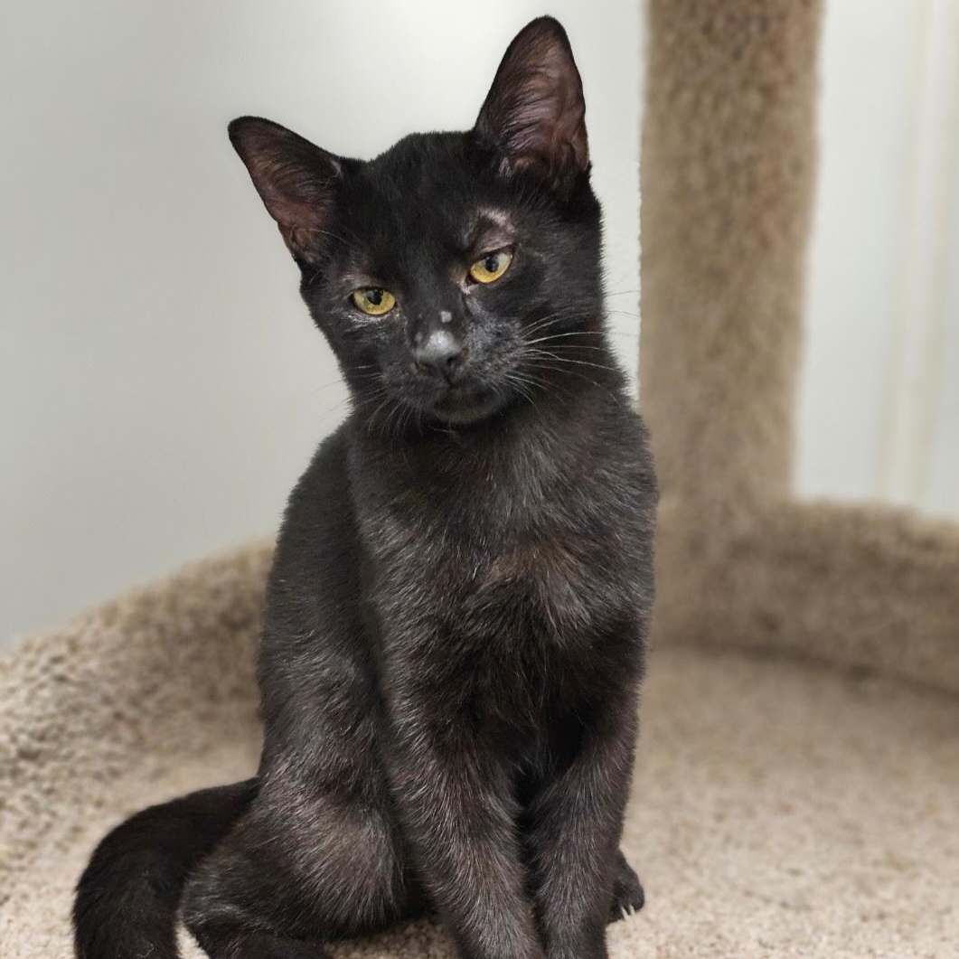 Enlarge Pebbles, a Adoptable Domestic Short Hair in Waynesville, NC image 3/3