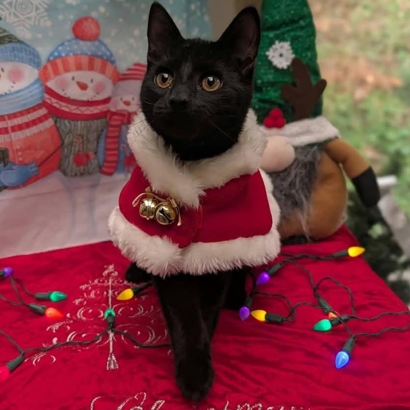 Pebbles, Adoptable, Kitten Female Domestic Short Hair.