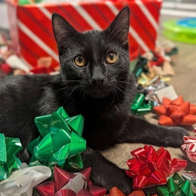 Enlarge Pebbles, a Adoptable Domestic Short Hair in Waynesville, NC image 2/3