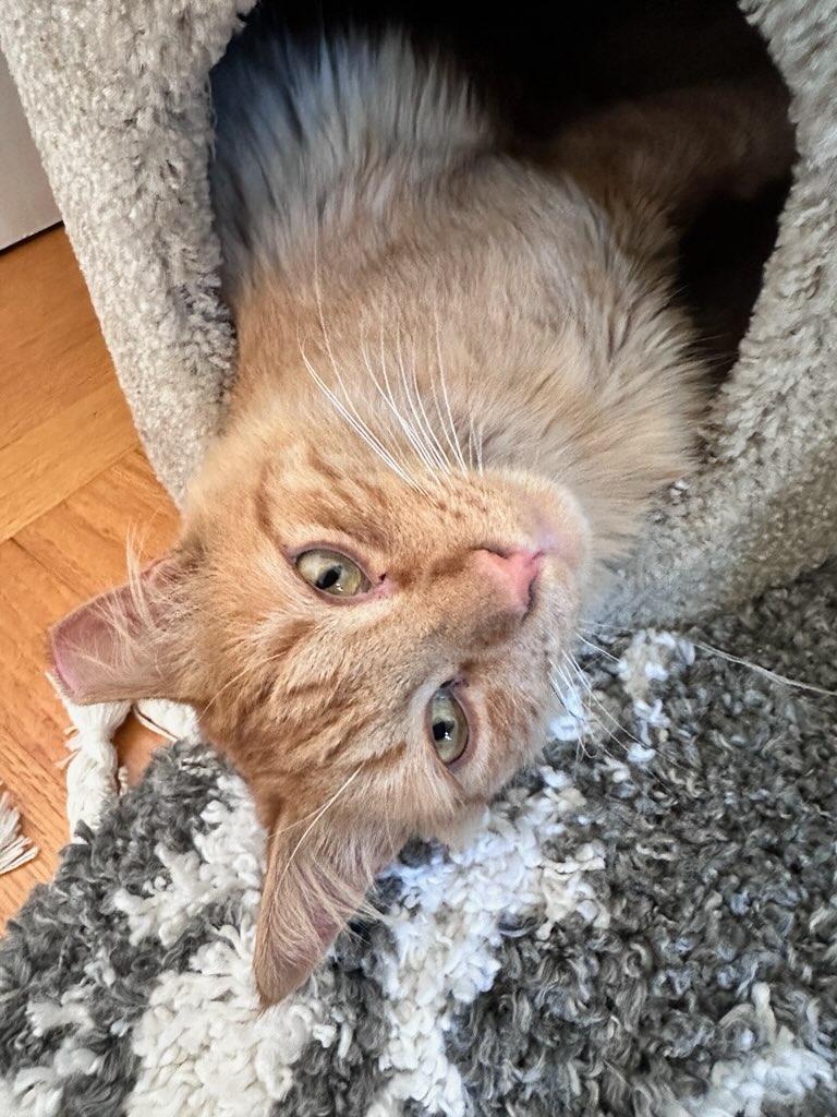 Leon, adoptable, Adult Male Tabby.