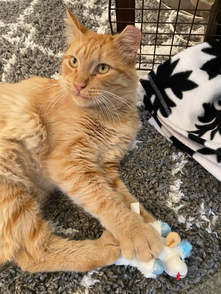 Enlarge Leon, an adoptable Tabby in San Francisco, CA image 2/4