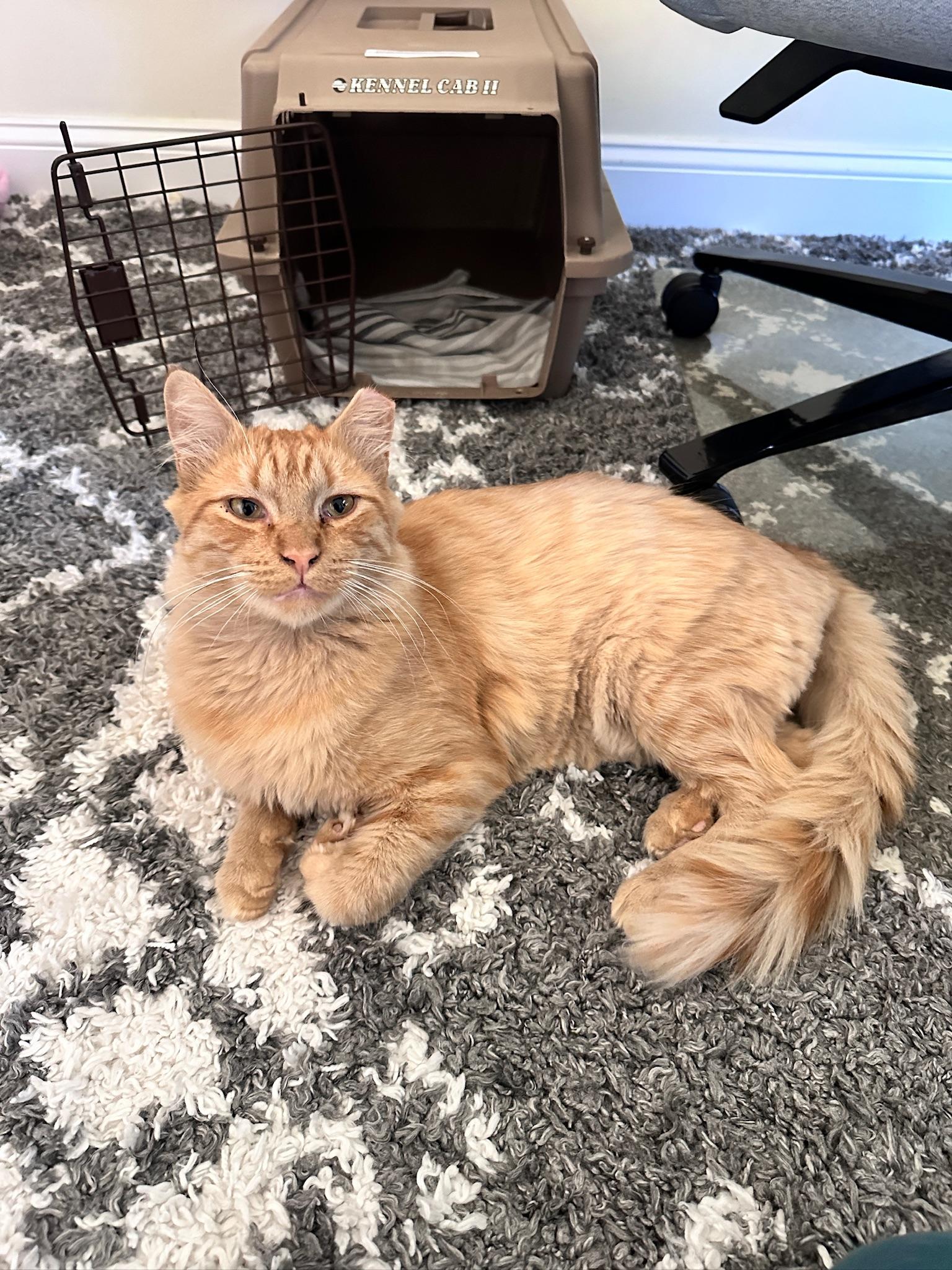 Enlarge Leon, an adoptable Tabby in San Francisco, CA image 3/4