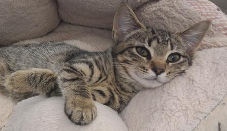 Amiga, an adoptable Domestic Short Hair in Courtenay, BC, V9N 7T4 | Photo Image 3