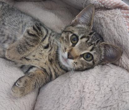 Amiga, an adoptable Domestic Short Hair in Courtenay, BC, V9N 7T4 | Photo Image 4