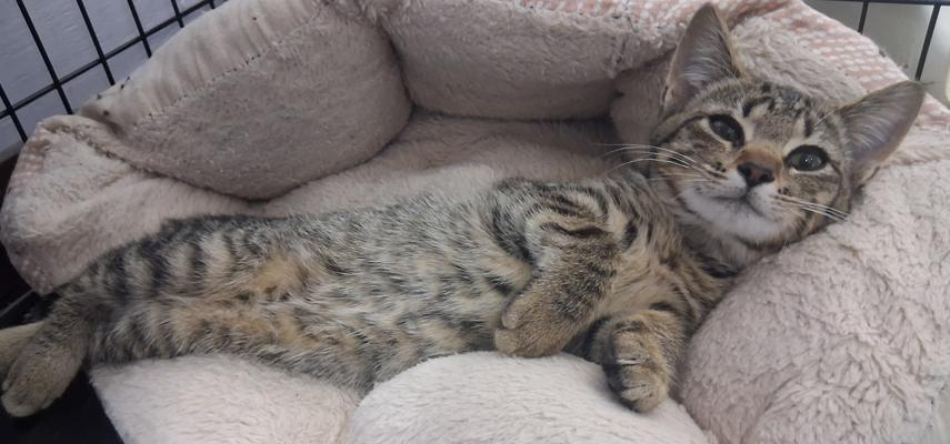 Amiga, an adoptable Domestic Short Hair in Courtenay, BC, V9N 7T4 | Photo Image 5