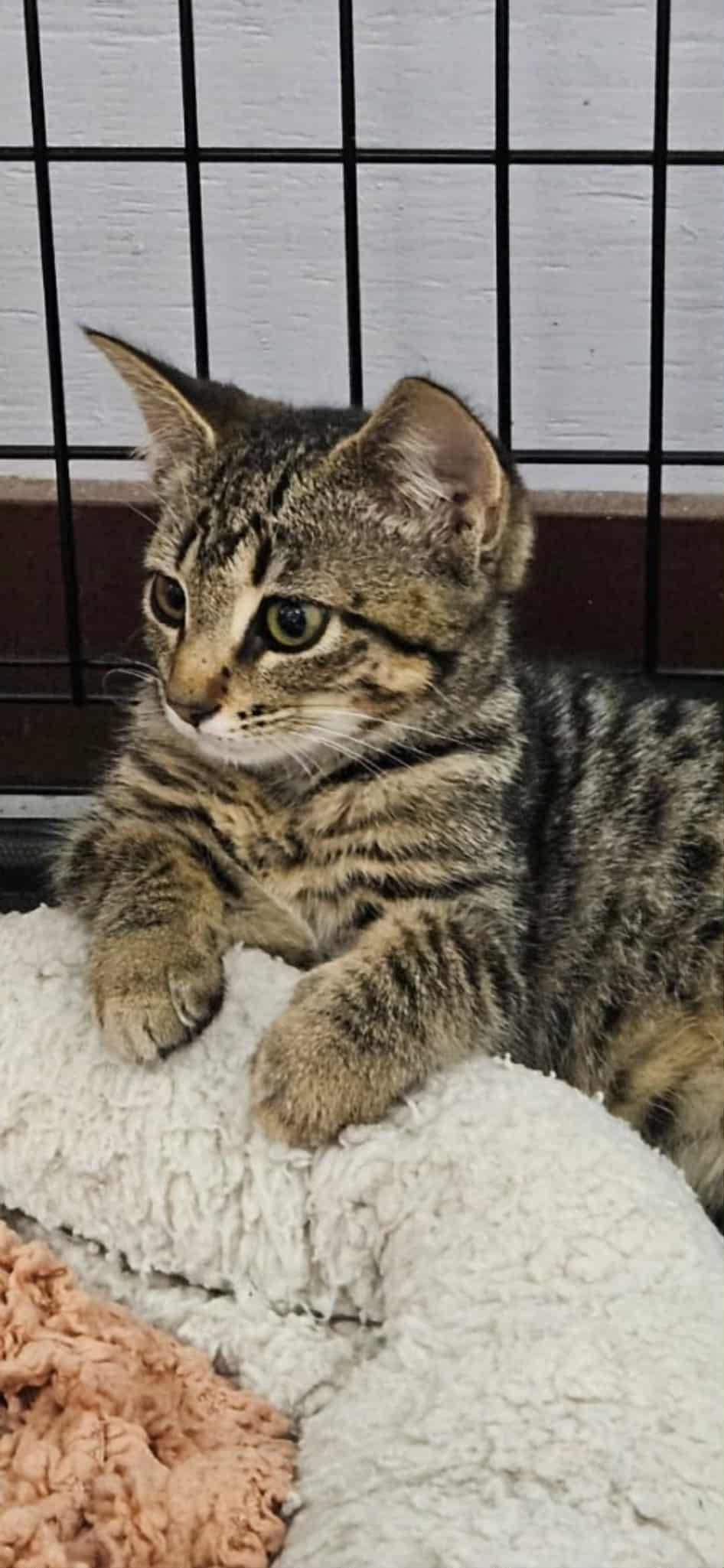 Amiga, an adoptable Domestic Short Hair in Courtenay, BC, V9N 7T4 | Photo Image 6