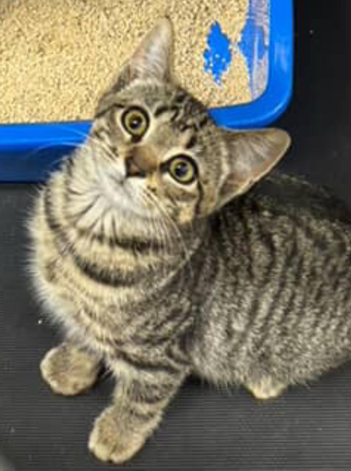 Amiga, an adoptable Domestic Short Hair in Courtenay, BC, V9N 7T4 | Photo Image 1