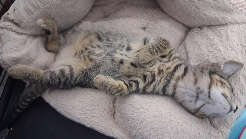 Amiga, an adoptable Domestic Short Hair in Courtenay, BC, V9N 7T4 | Photo Image 2