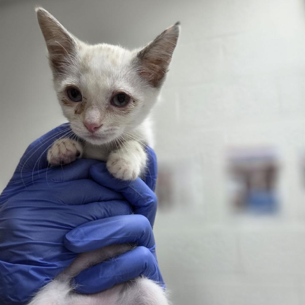 Galaga, Adoptable, Kitten Female Domestic Short Hair.