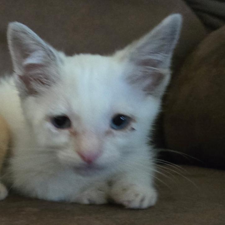 Enlarge Galaga, a Adoptable Domestic Short Hair in Incline Village, NV image 2/2