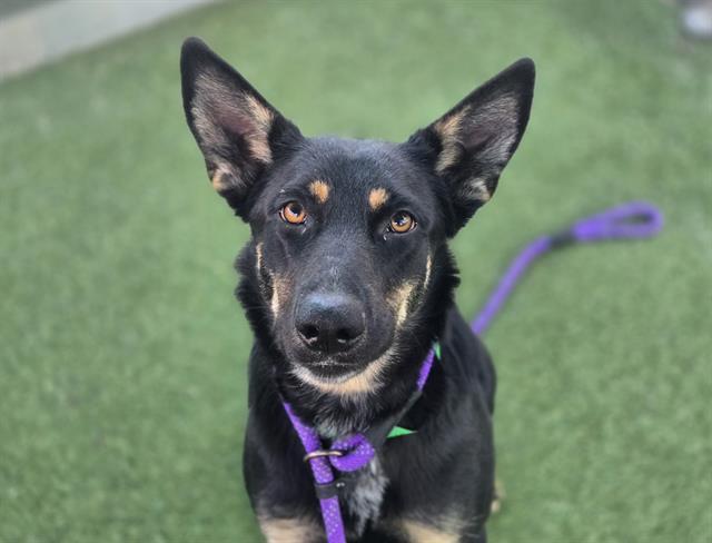 SOPHIE, Adoptable, Young Female Australian Kelpie & Mixed Breed.