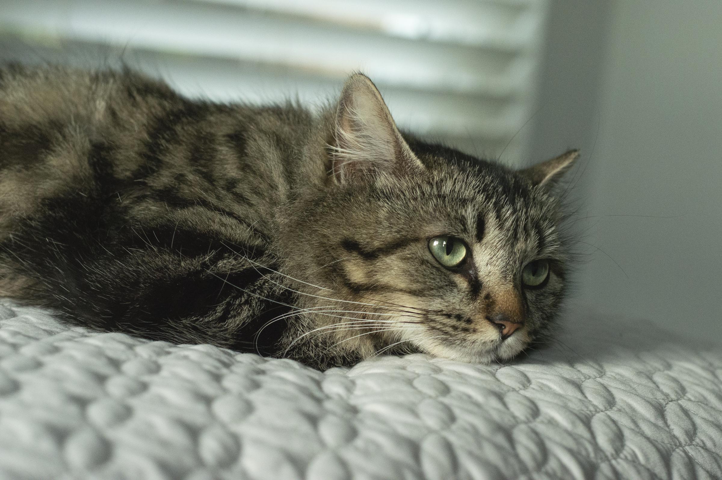 Enlarge Cookie , a ADOPTABLE Domestic Long Hair in Elk Grove, CA image 2/3