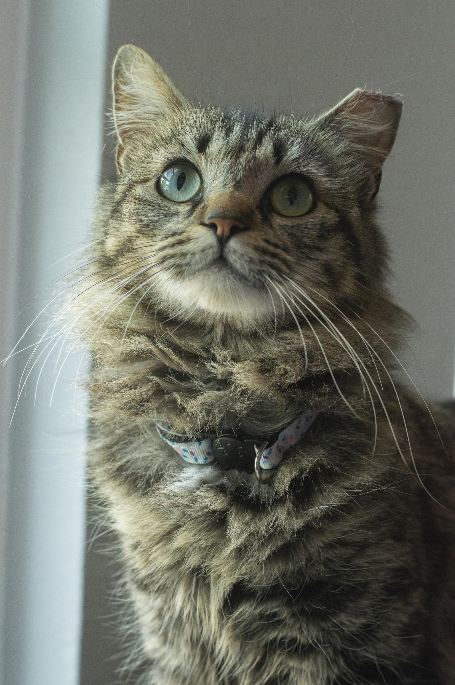 Cookie , ADOPTABLE, Young Female Domestic Long Hair.