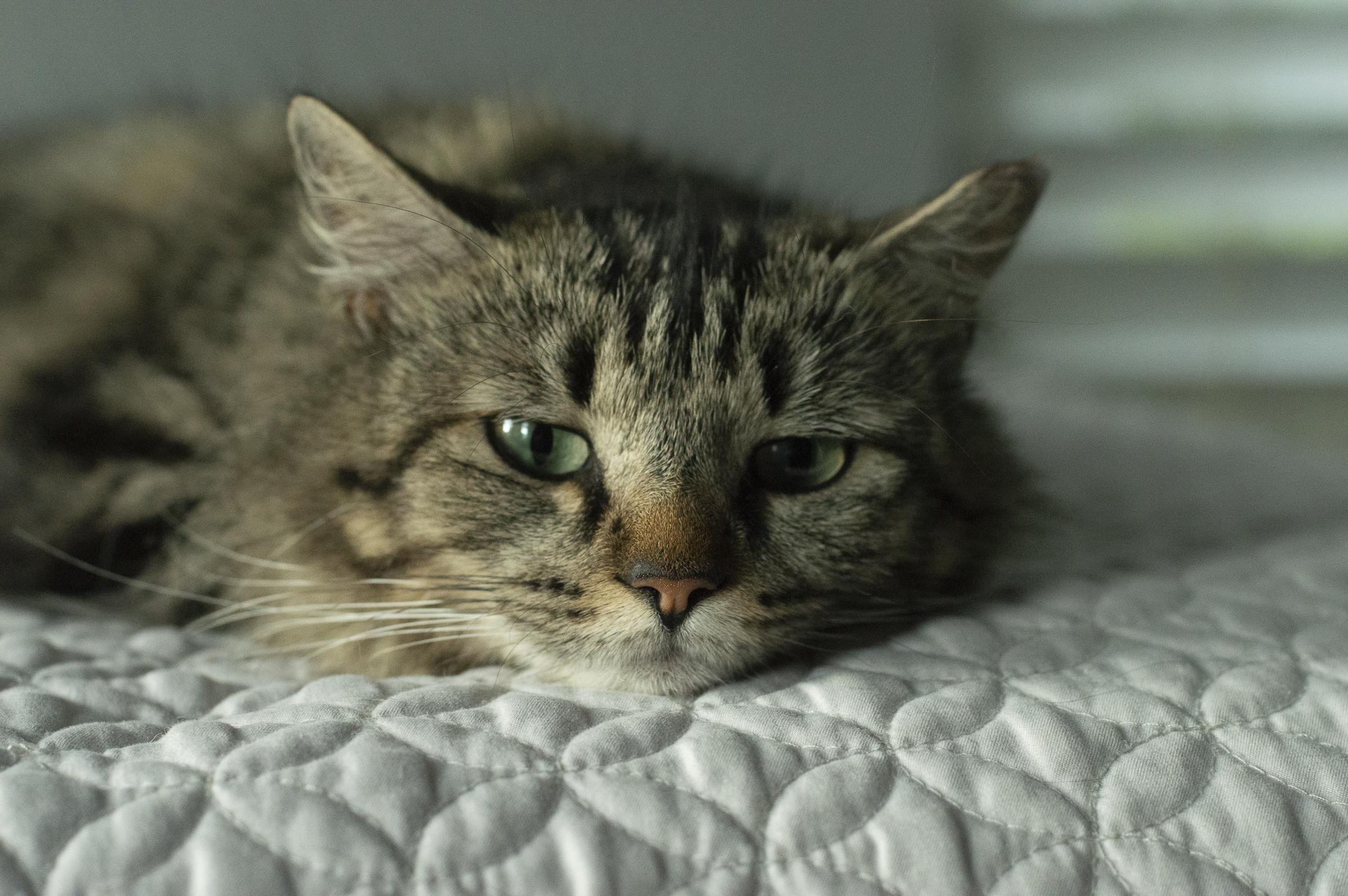 Enlarge Cookie , a ADOPTABLE Domestic Long Hair in Elk Grove, CA image 3/3