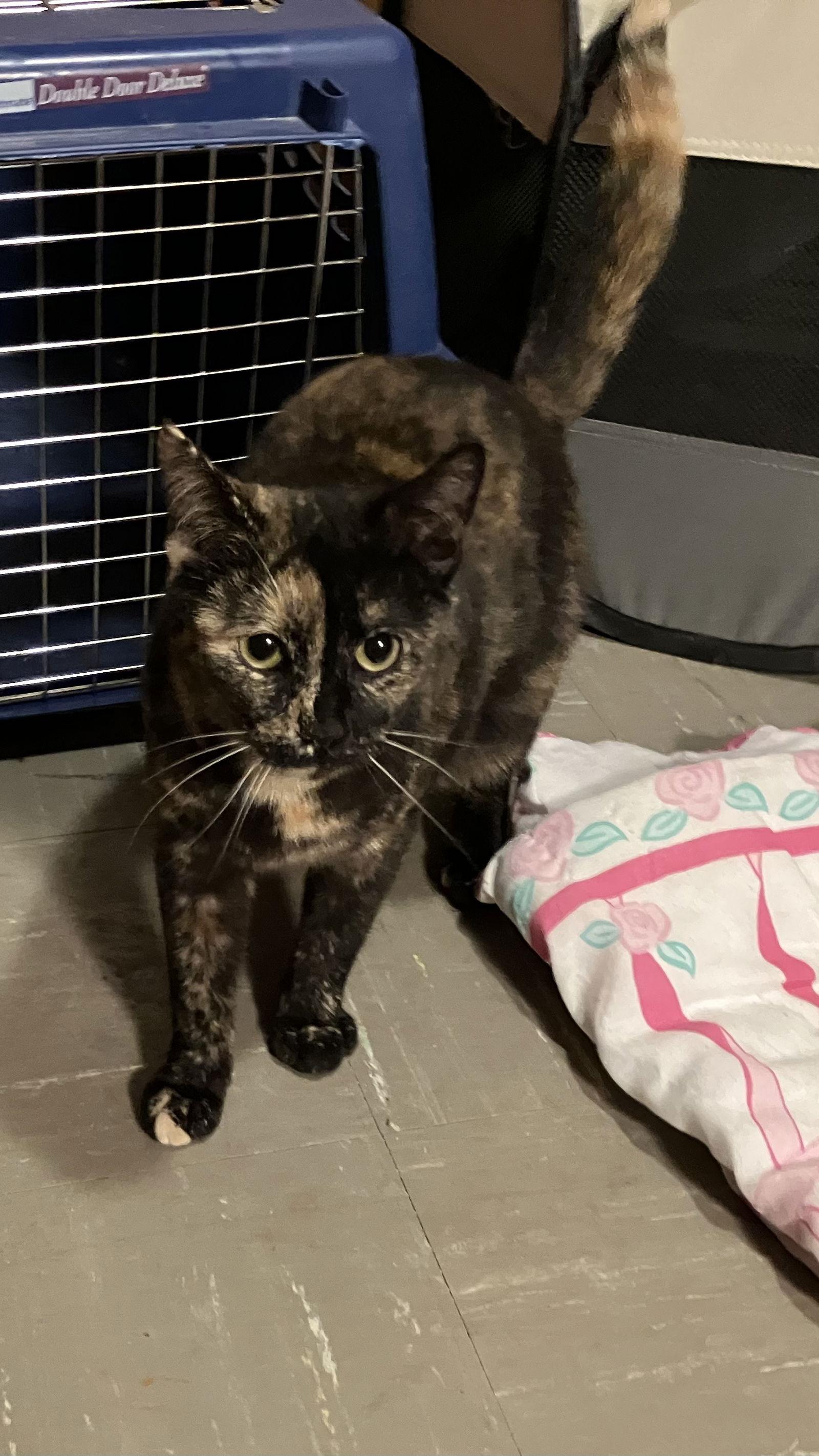 Banshee, Adopted, Young Female Domestic Short Hair.