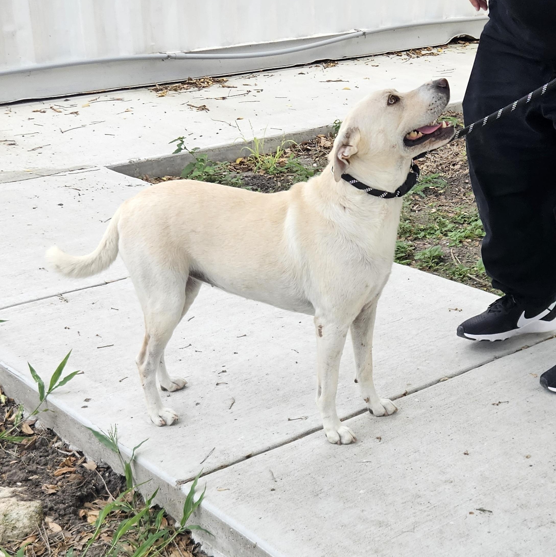 Daisy, an adopted mixed breed in Philadelphia, PA image 3/6