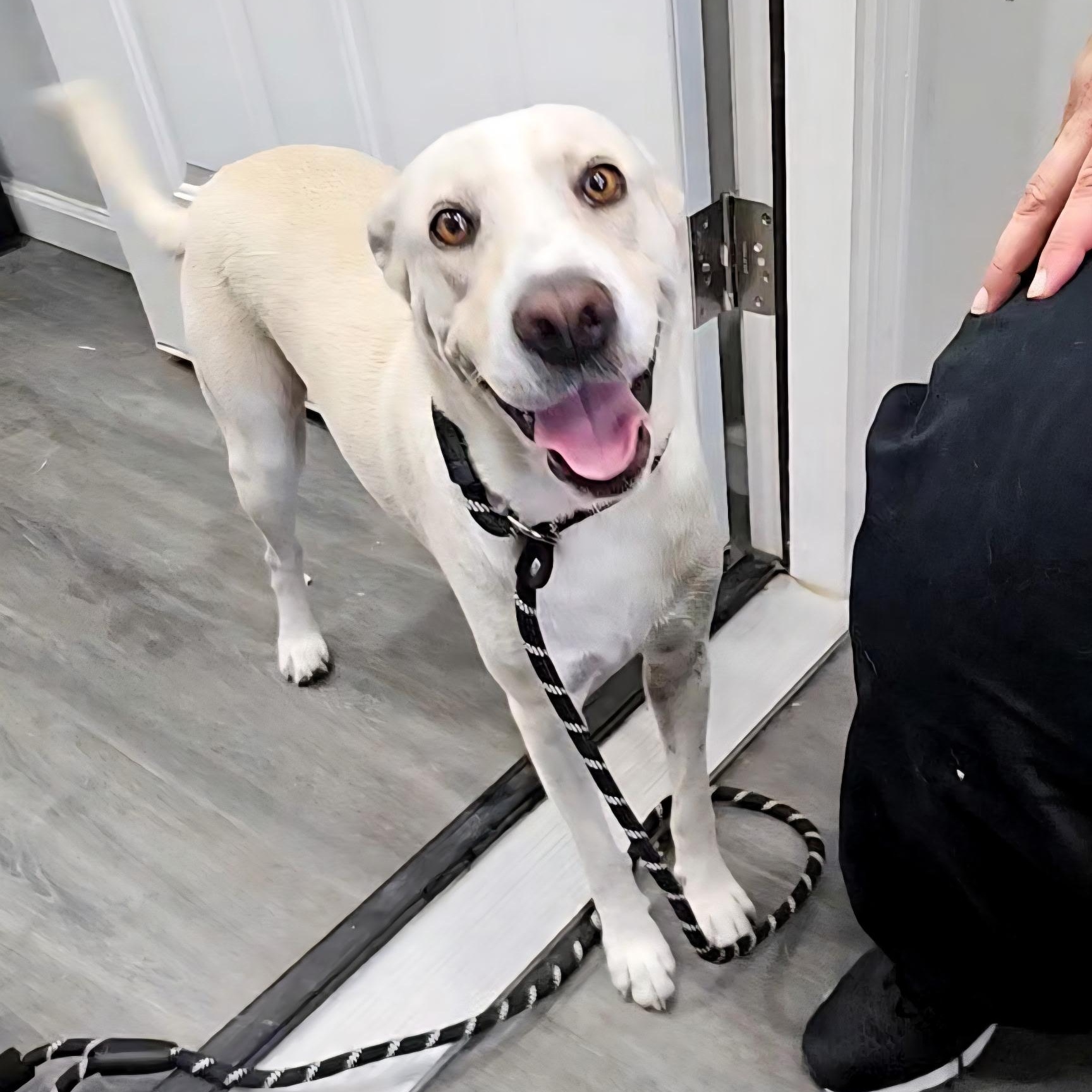 Daisy, adopted, Adult Female Labrador Retriever & Mixed Breed.