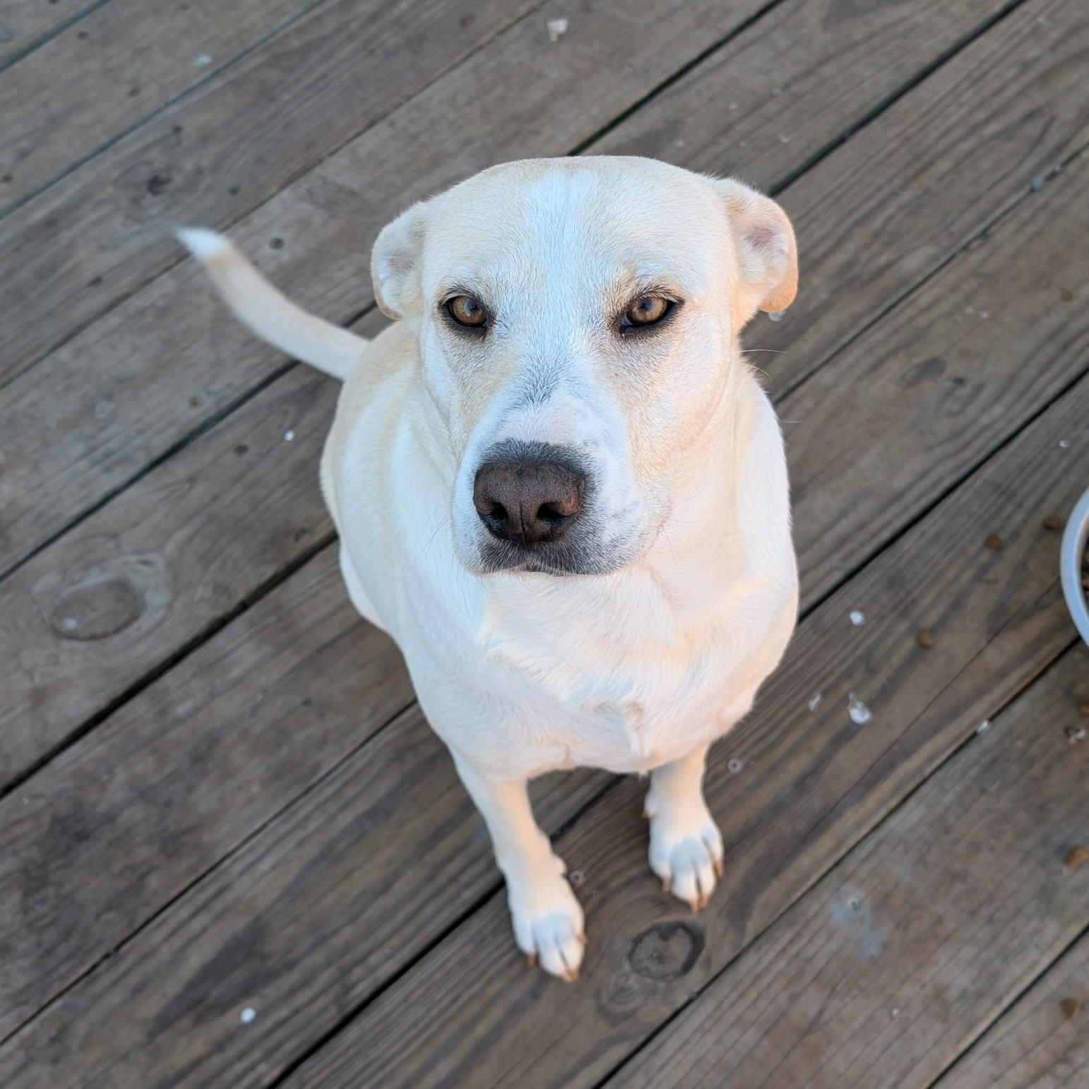 Daisy, an adopted mixed breed in Philadelphia, PA image 4/6