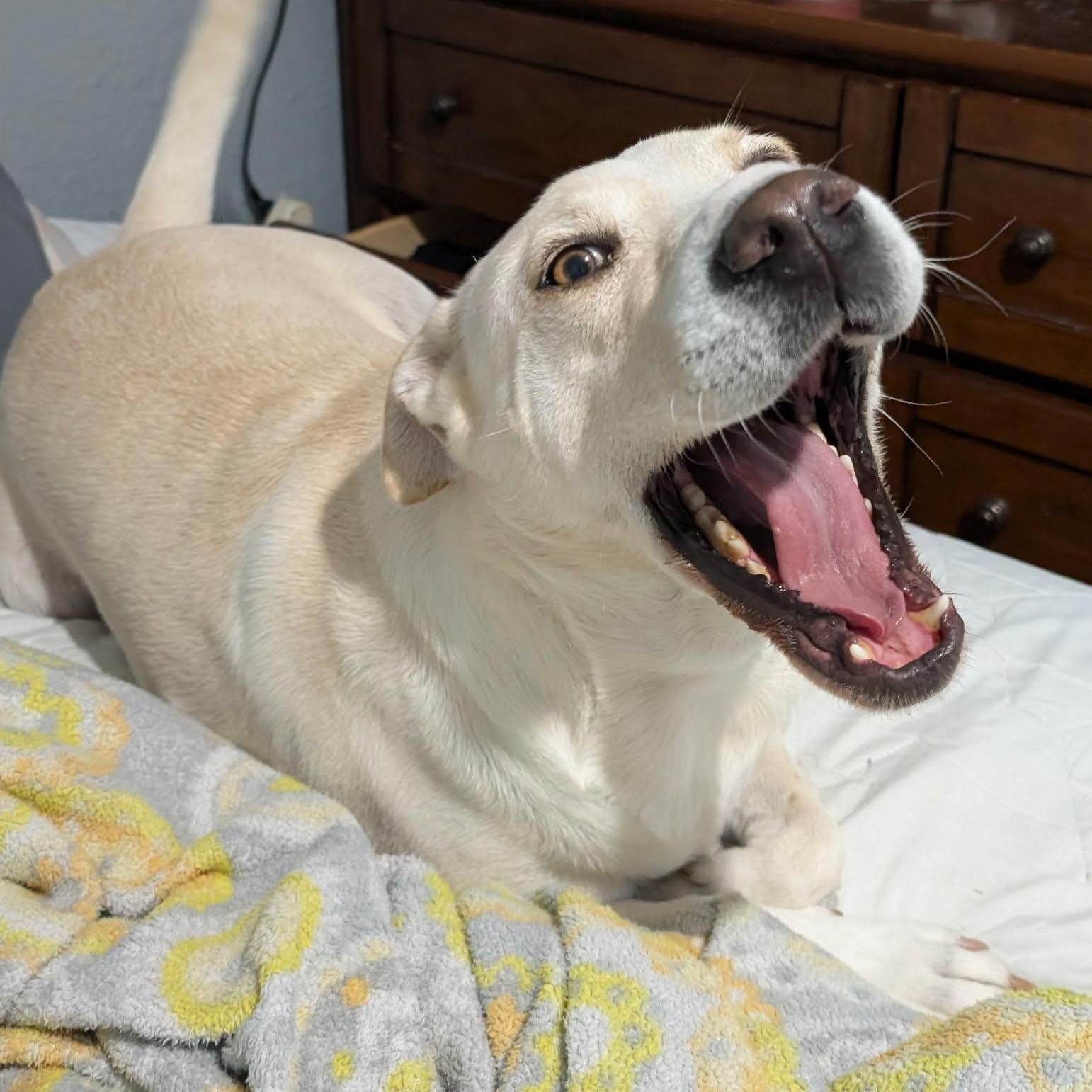 Daisy, an adopted mixed breed in Philadelphia, PA image 6/6