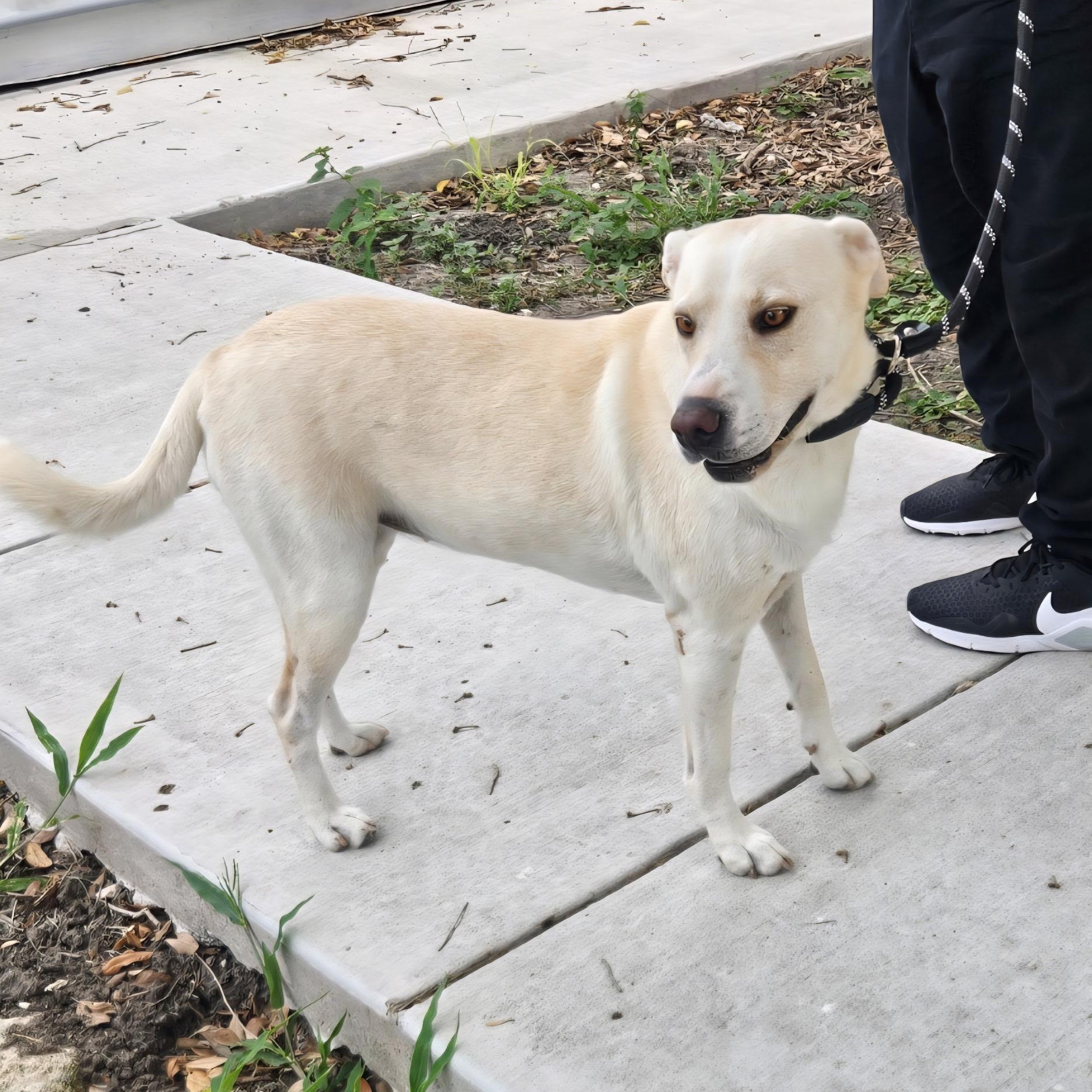 Daisy, an adopted mixed breed in Philadelphia, PA image 5/6